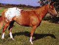 Appaloosa